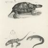15. Muhlenberg's Tortoise (Emys muhlenbergi). 16. The Brown Swift (Tropidolepis undulatus). 17. The Blue-tailed Skink (Scincus fasciatus).