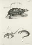 15. Muhlenberg's Tortoise (Emys muhlenbergi). 16. The Brown Swift (Tropidolepis undulatus). 17. The Blue-tailed Skink (Scincus fasciatus).