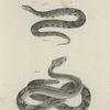 18. The Copper-head (Trigonocephalus contortrix). 19. The Northern Rattlesnake (Crotalus durissus).