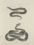 18. The Copper-head (Trigonocephalus contortrix). 19. The Northern Rattlesnake (Crotalus durissus).