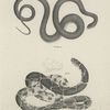 20. The Black Snake (Coluber constrictor). 21 The Chain Snake (Coluber getulus).