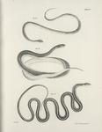 22. The Grass Snake (Coluber vernalis). 23. The Yellow-bellied Snake (Tropidonotus leberis). 24. The Ribbon Snake (Leptophis saurita).
