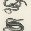 25. The Milk Snake (Coleber eximius). 26. The Pilot Black-snake (Coluber alleghaniensis).