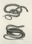25. The Milk Snake (Coleber eximius). 26. The Pilot Black-snake (Coluber alleghaniensis).