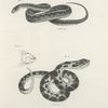 27. The Striped Snake, variety, (Tropidonotus tænia). 28. The Hog-nosed Snake (Heterodon platyrhinos).