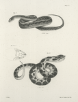 27. The Striped Snake, variety, (Tropidonotus tænia). 28. The Hog-nosed Snake (Heterodon platyrhinos).