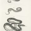 29. The Ring Snake (Coluber punctatus). 30. The Small Brown Snake (Tropidonotus dekayi). 31. The Water Snake (Tropidonotus sipedon).