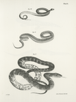 29. The Ring Snake (Coluber punctatus). 30. The Small Brown Snake (Tropidonotus dekayi). 31. The Water Snake (Tropidonotus sipedon).