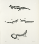 32. The Tiger Triton (Triton tigrinus). 33. The Yellow-bellied Salamander (Salamandra symmetrica). 34. The Crimson-spotted Triron (Triton millepunctatus). 35. The Dusky Triton (Triron niger).