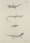 40. The Blotched Salamander (Salamandra fasciata). 41. The Long-tailed Salamander (Salamandra longicauda). 42. The Blue-spotted Salamander (Salamandra glutinosa). 43. The Red Salamander (Salamandra rubra).