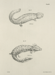 44. The Hell-bender (Menopoma alleghaniensis). 45. The Banded Proteus (Menobranchus lateralis).