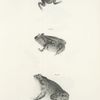 46. The Common Toad, young, (Bufo americanus). 47. The Hermit Spade-foot (Scarphiopus solitarius). 48. The Bullfrog (Rana pipiens).