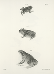 46. The Common Toad, young, (Bufo americanus). 47. The Hermit Spade-foot (Scarphiopus solitarius). 48. The Bullfrog (Rana pipiens).