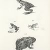 49. The Shad Frog (Rana halecina). 50. The Wood Frog, young, (Rana sylvatica). 51. Pickering's Hylodes (Hylodes pickeringi). 52. The American Toad, adult, (Bufo americanus).