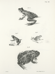49. The Shad Frog (Rana halecina). 50. The Wood Frog, young, (Rana sylvatica). 51. Pickering's Hylodes (Hylodes pickeringi). 52. The American Toad, adult, (Bufo americanus).