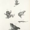 53. The Squirrel Tree-toad (Hyla squirella). 53. a. The Northern Tree-toad (Hyla versicolor). 54. The Wood Frog, adult, (Rana sylvatica). 54. a. The Spring Frog (Rana fontinalis). 54. b. The Scarlet Salamander (Salamandra coccinea).