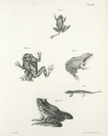53. The Squirrel Tree-toad (Hyla squirella). 53. a. The Northern Tree-toad (Hyla versicolor). 54. The Wood Frog, adult, (Rana sylvatica). 54. a. The Spring Frog (Rana fontinalis). 54. b. The Scarlet Salamander (Salamandra coccinea).