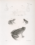 55-58. Teeth, for titles see Notes 59. Portion of the lower jaw of the Jersey Gavial (Gavialis neocesariensis). 60. The Marsh Tree-toad (Rana palustris). 61. The Cricket Tree-toad (Hylodes gryllus). 62. The Northern Bullfrog (Rana horiconensis).