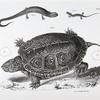 63. The Smooth Terrapin (Emys terrapin). 64. Outline of the last vertebral plate. 65. [Outline of the last vertebral plate] of E. palustris. 66. The Granulated Salamander (Salamandra granulata). 67. The Striped-back Salamander (Salamandra bilineata).