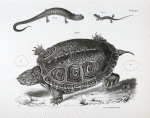 63. The Smooth Terrapin (Emys terrapin). 64. Outline of the last vertebral plate. 65. [Outline of the last vertebral plate] of E. palustris. 66. The Granulated Salamander (Salamandra granulata). 67. The Striped-back Salamander (Salamandra bilineata).