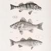 1. The American Yellow Perch (Perca flavescens). 2. The Little White Bass (Labrax palidus). 3. The Striped Sea Bass (Labrax lineatus).
