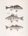 1. The American Yellow Perch (Perca flavescens). 2. The Little White Bass (Labrax palidus). 3. The Striped Sea Bass (Labrax lineatus).