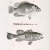 4. The Fresh-water Bass (Centrarchus æneus). 5. The Black Sea Bas (Centropristes nigricans). 6. The American Aspidophore (A. monopterygius).