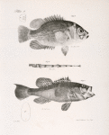 4. The Fresh-water Bass (Centrarchus æneus). 5. The Black Sea Bas (Centropristes nigricans). 6. The American Aspidophore (A. monopterygius).