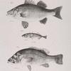 7. The Ruddy Bass (Labrax rufus). 8. The Black Fresh-water Bass (Centrarchus fascatus). 9. The Two-spined Stickleback (Gasterosteus biaculeatus).