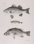 7. The Ruddy Bass (Labrax rufus). 8. The Black Fresh-water Bass (Centrarchus fascatus). 9. The Two-spined Stickleback (Gasterosteus biaculeatus).