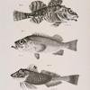 10. The Greenland Bullhead (Cottus groenlandicus). 11. The Northern Sebastes (Sebastes norvegicus) 12. The Banded Gurnand (Prionotus limeatus).