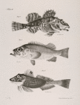 10. The Greenland Bullhead (Cottus groenlandicus). 11. The Northern Sebastes (Sebastes norvegicus) 12. The Banded Gurnand (Prionotus limeatus).