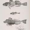 13. The Common Bullhead (Cottus virginianus). 14. The Little Star-gazer (Uranidea quiscens. 15. The Web-fingered Gurnand (Prionotus carolinus).
