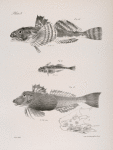 13. The Common Bullhead (Cottus virginianus). 14. The Little Star-gazer (Uranidea quiscens. 15. The Web-fingered Gurnand (Prionotus carolinus).