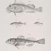 16. The American Sea Raven (Hemitripterus hispidus). 17. The New-York Stickleback (Gasterosteus neoboracensis). 18. The Four-spined Stickleback (G. quadracus).  19. The Brazen Bullhead (Cottus æneus).