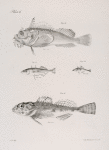 16. The American Sea Raven (Hemitripterus hispidus). 17. The New-York Stickleback (Gasterosteus neoboracensis). 18. The Four-spined Stickleback (G. quadracus).  19. The Brazen Bullhead (Cottus æneus).