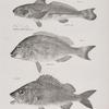 20. The King-fish (Umbrina alburnus). 21. The Speckled Redmouth (Hemulon fulvo-maculatum). 22. The Yellow-finned Redmouth (H. chrysopteron).