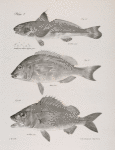 20. The King-fish (Umbrina alburnus). 21. The Speckled Redmouth (Hemulon fulvo-maculatum). 22. The Yellow-finned Redmouth (H. chrysopteron).
