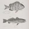 23. The Sheepshead (Sargus ovis). 24. The Weak-fish (Otolithus regalis).