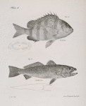 23. The Sheepshead (Sargus ovis). 24. The Weak-fish (Otolithus regalis).