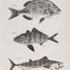25. The Big Porgee (Pagrus argyrops). 26. The Banded Seriola (Serola zonata). 27. The Striped Bonito (Pelamys sarda).
