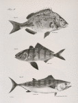25. The Big Porgee (Pagrus argyrops). 26. The Banded Seriola (Serola zonata). 27. The Striped Bonito (Pelamys sarda).