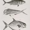 28. The Common Tunny (Thynnis vulgaris). 29. The Bottle-headed Dolphin (Coryphæna globiceps). 30. The Carolina Lichia (Lichia carolina).