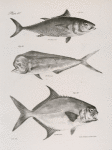 28. The Common Tunny (Thynnis vulgaris). 29. The Bottle-headed Dolphin (Coryphæna globiceps). 30. The Carolina Lichia (Lichia carolina).