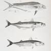 31. The Spotted Lampugus (L. punctulatus). 32. The Fall Mackerel (Scomber grex). 33. The Spanish Mackerel (S. colias).