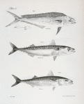 31. The Spotted Lampugus (L. punctulatus). 32. The Fall Mackerel (Scomber grex). 33. The Spanish Mackerel (S. colias).