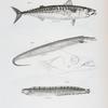 34. The Spring Mackerel (Scomber vernalis). 35. The Silvery Hairtail (Trichiurus lepturus). 36. The American Butter-fish (Gunnellus mucronatus).