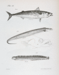 34. The Spring Mackerel (Scomber vernalis). 35. The Silvery Hairtail (Trichiurus lepturus). 36. The American Butter-fish (Gunnellus mucronatus).