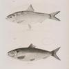 37. The Green Herring (Clupea virescens). 38. The American Alewive (Alosa tyrannus).