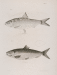 37. The Green Herring (Clupea virescens). 38. The American Alewive (Alosa tyrannus).